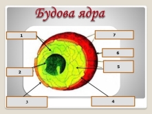 Презентація "Ядро, будова і функції". Біологія 10 клас.